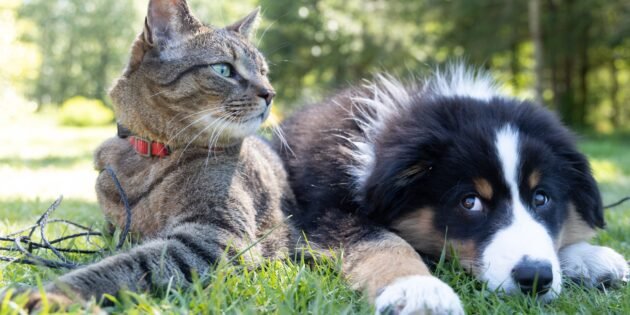 Do you know why dogs don't like cats?