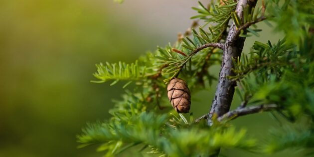 Do you know why coniferous trees don't shed their needles?