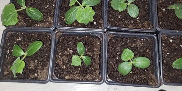 How to feed cucumber seedlings