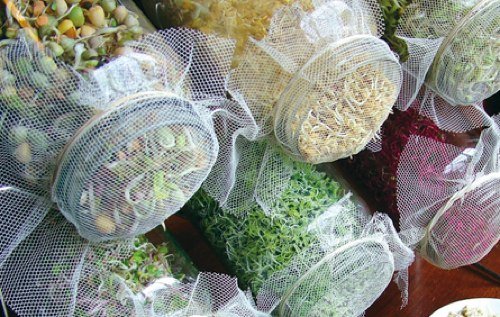 How to grow soy sprouts at home