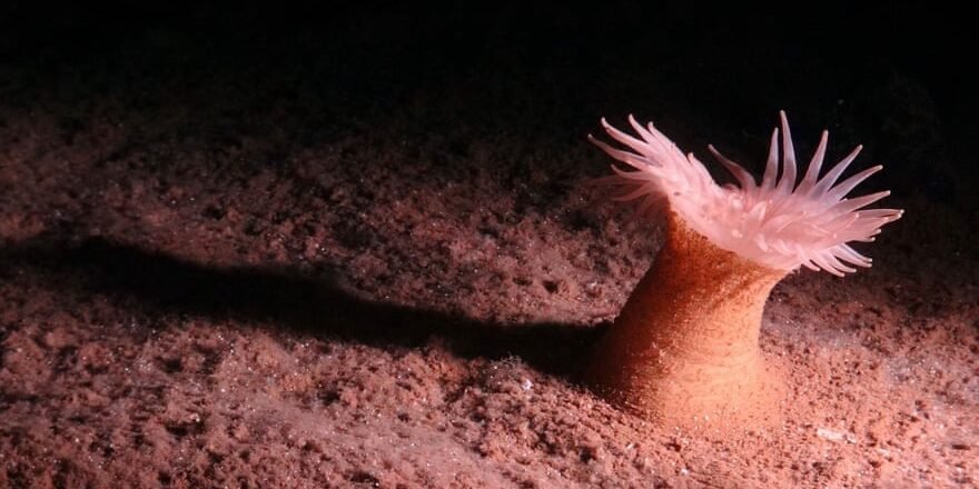 More than 5,000 creatures unknown to science have been found at the bottom of the Pacific Ocean