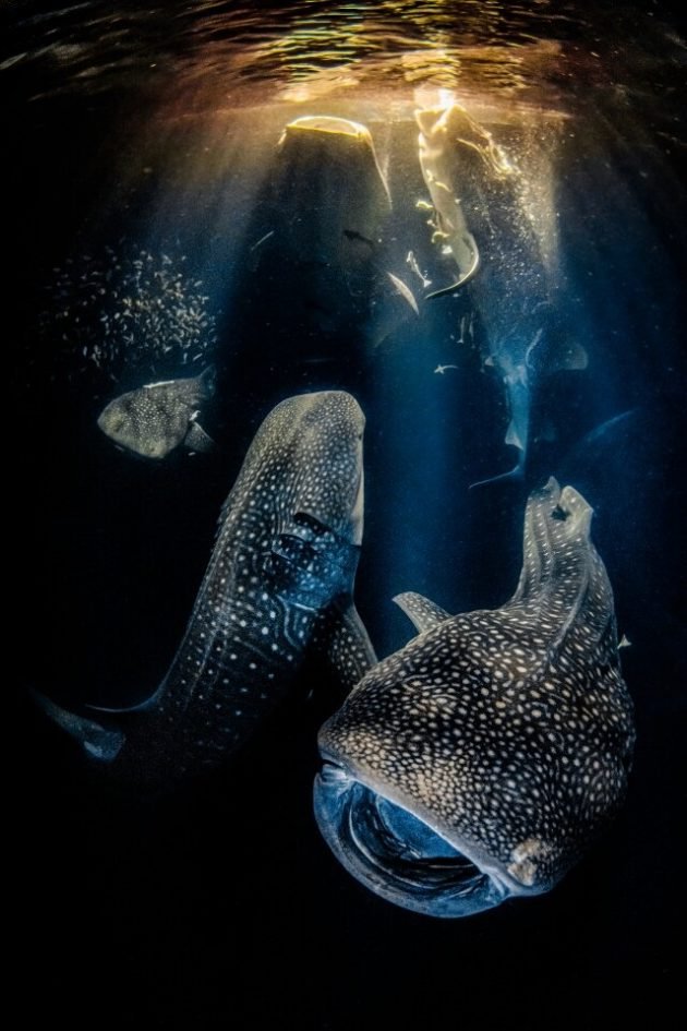 The best photos of the underwater world from the UPY2022 contest