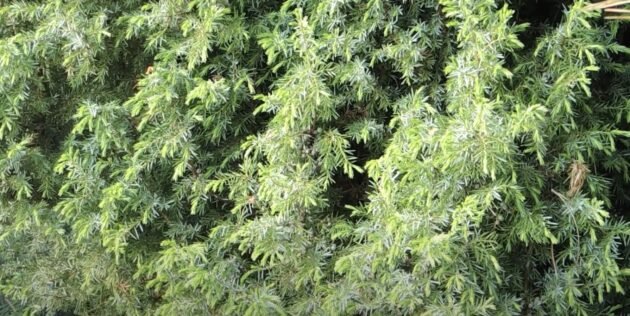 How to plant a juniper and grow it