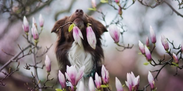 7 tips to help make the perfect dog photo