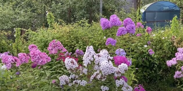 How to grow phlox so that they decorate the garden for many years