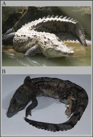 Crocodiles turned out to be capable of "immaculate conception"